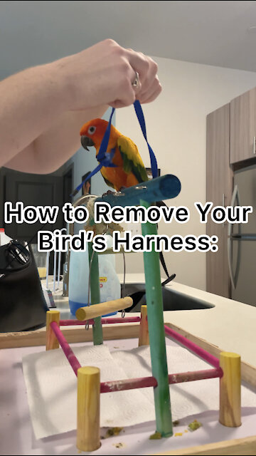 How to remove your bird's harness