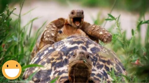 Funny animal pictures
