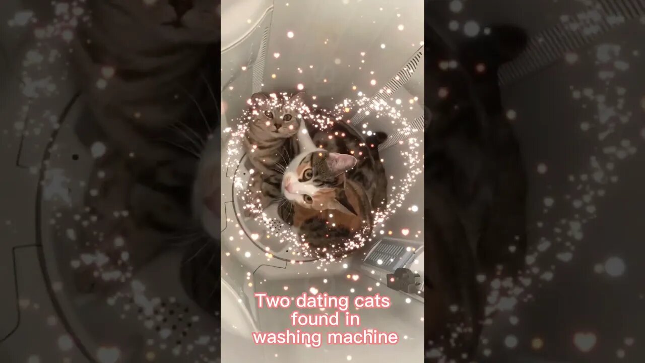 🐱Cutest Cats🐱excuse me
