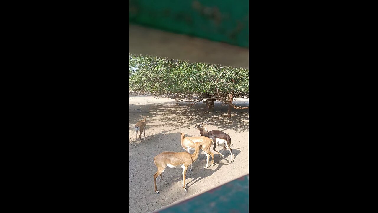 DEER PLAY ðŸŽ