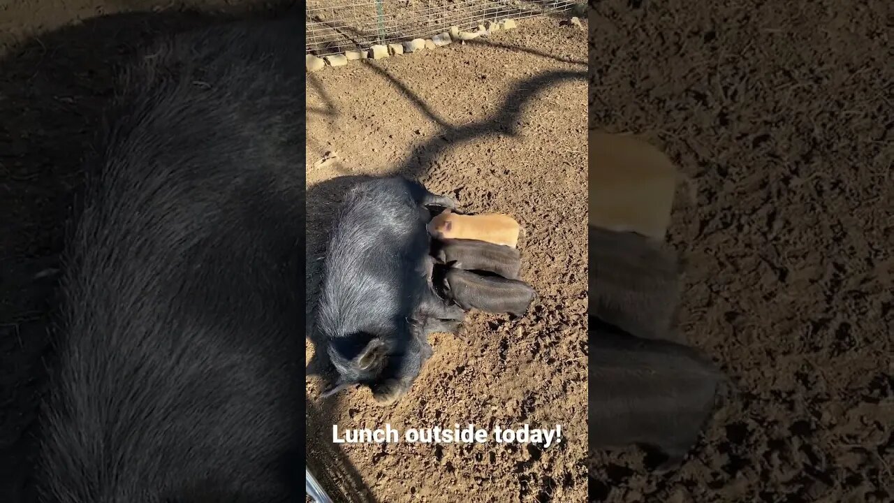 Piglets are enjoying the 🌞 #kunekune #farmlife #pigs #cute