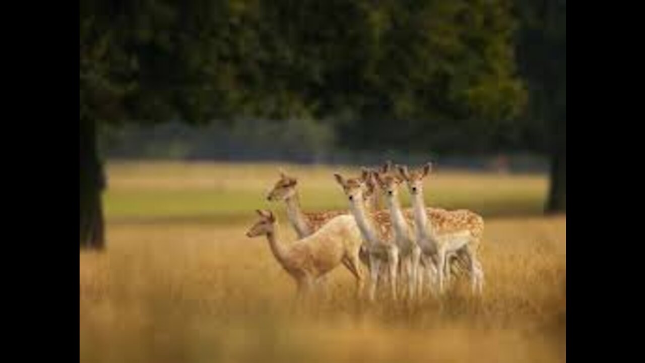 hungry roe deer eating grass in the field