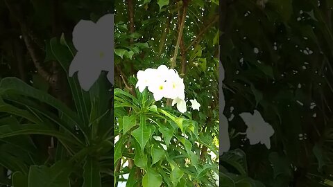 #shortsvideo #vídeo #viral #natureza #flower #viralshort #shortvideos