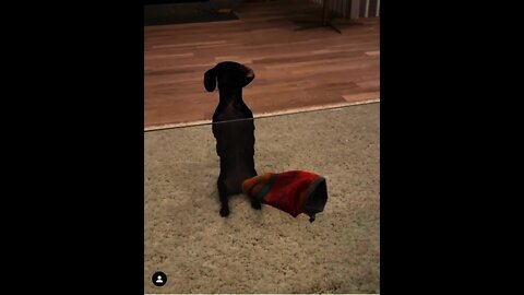 So Funny 😄 This Cute Puppy 🐕 not capable to climb on table | #Shorts #Animals #Pets
