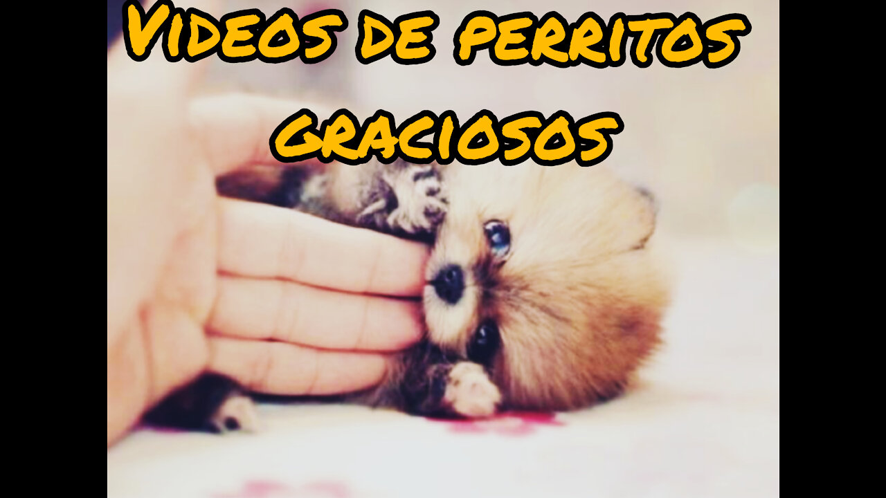 Los Videos Mas Tiernos de Perritos y graciosisimos😂,