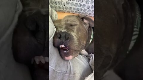 I Caught my Sleeping Dog Being Dumb Again...