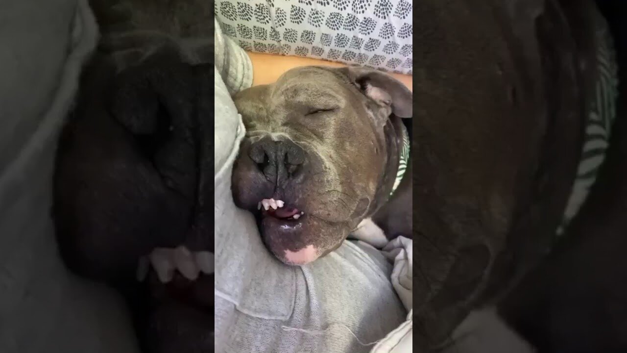 I Caught my Sleeping Dog Being Dumb Again...