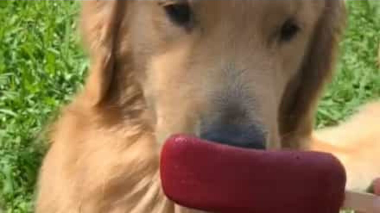 Pour ce chien, hors de question de partager sa glace