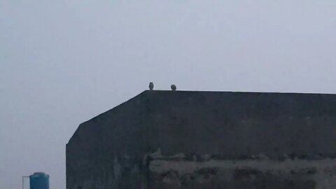 Owls enjoying the evening