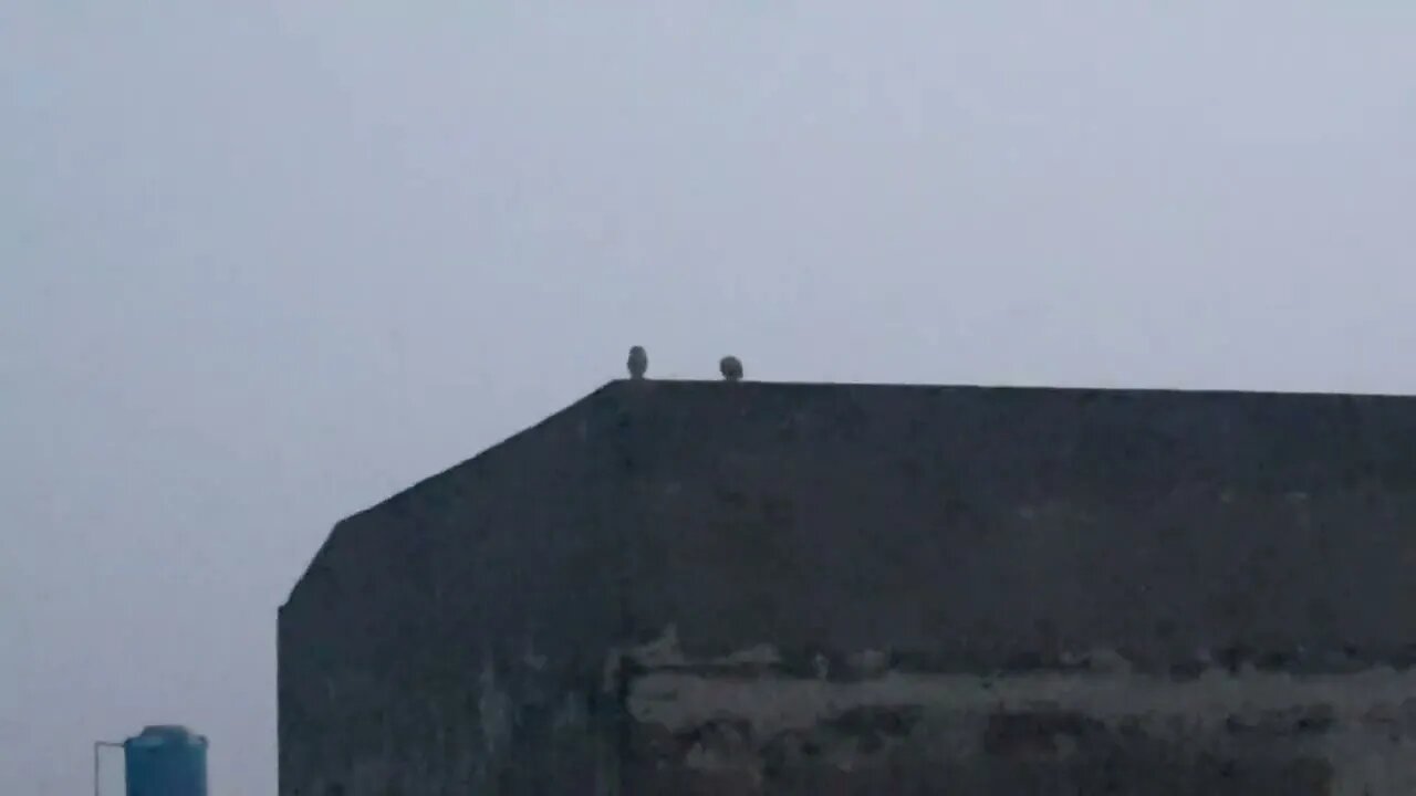 Owls enjoying the evening