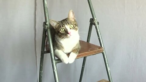 Cute Kitten on a Ladder