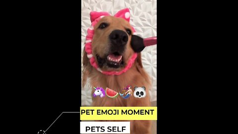 CUTE PETS MOMENT