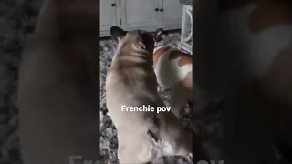 Regular interaction between frenchies