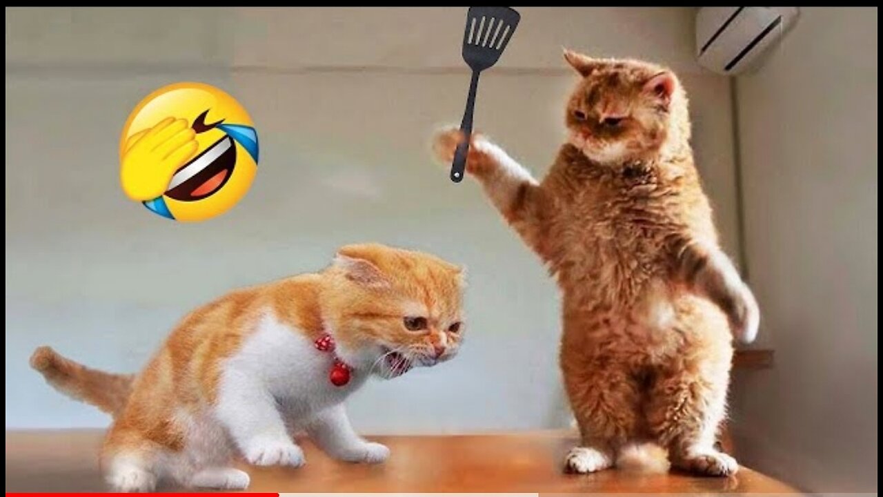 Funniest Animals 2023 😂 New Funny Cats and Dogs Videos 😻🐶 Part 1