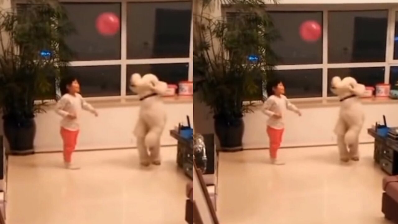 A kid playing volleyball with a dog