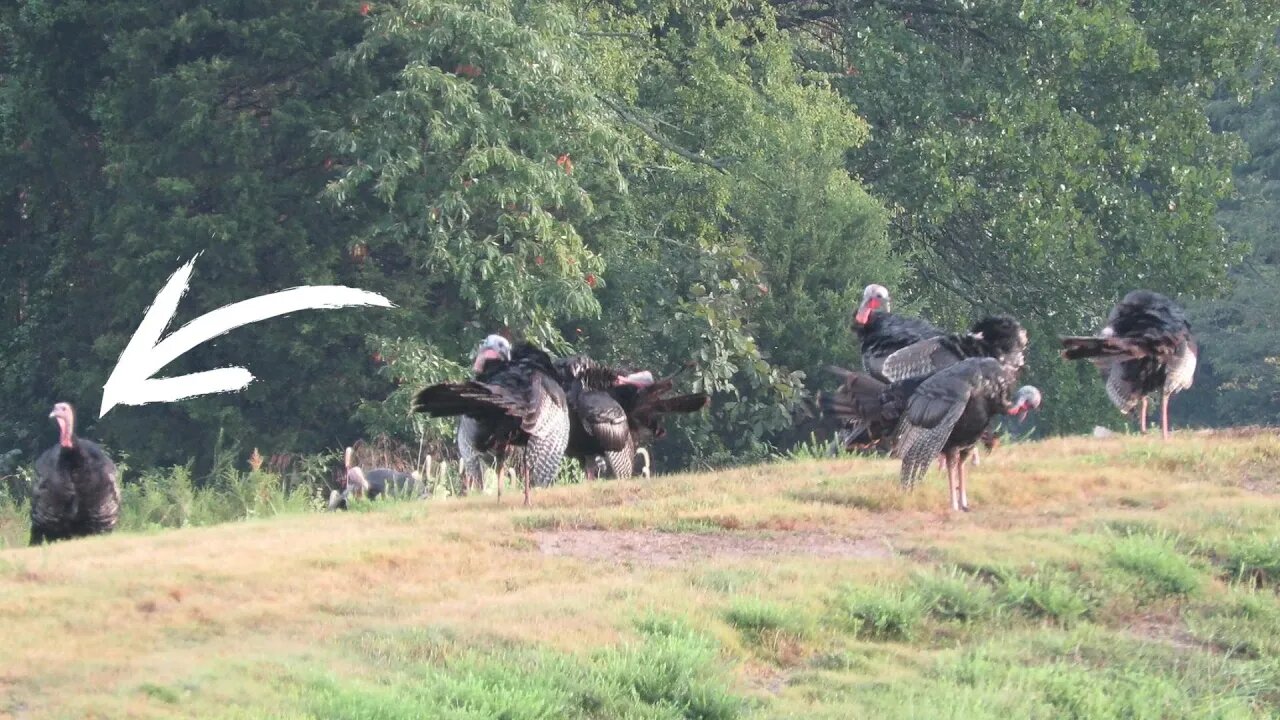 Honey can you go and stalk one of these turkeys? Thanksgiving 2022 farm vlog!