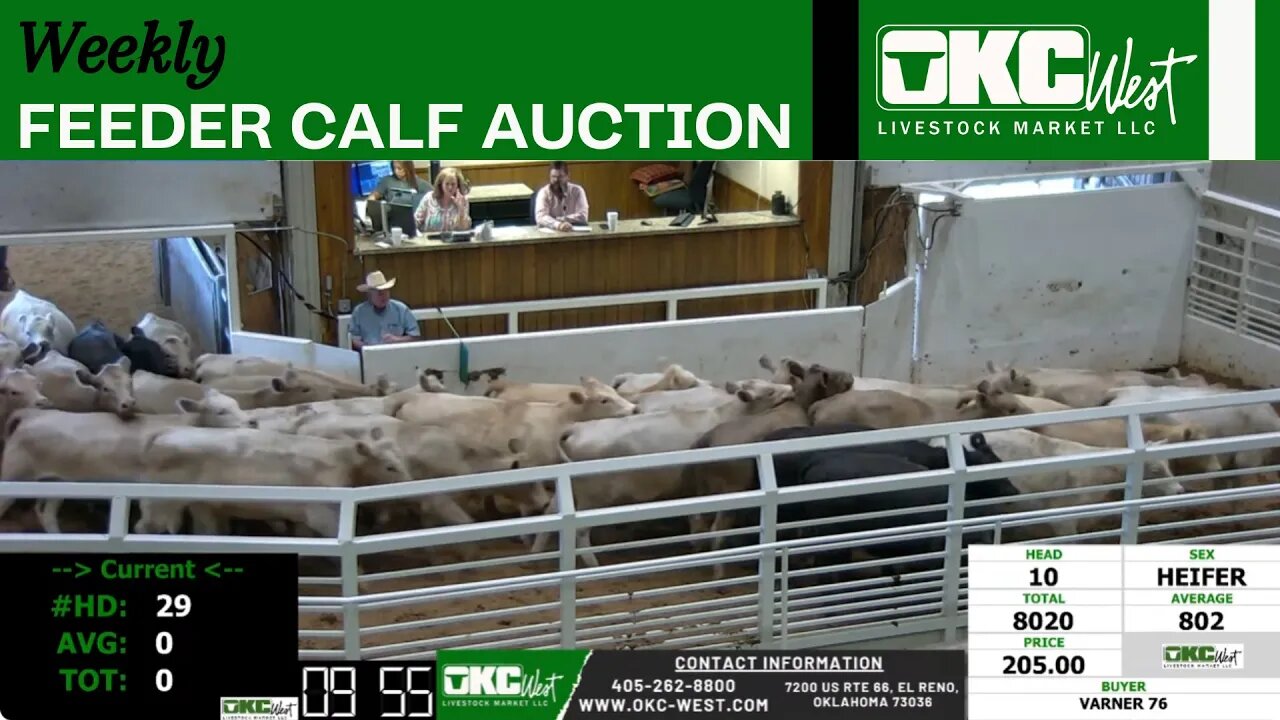 10/11/2023 - OKC West Feeder Calf Auction