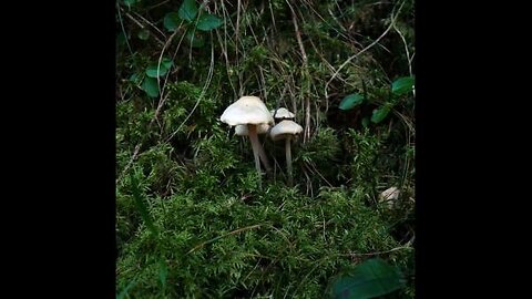 Psychedelic Insights