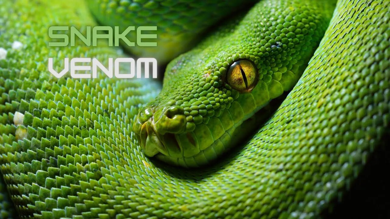 Snake Venom: What It Does and How It Works!