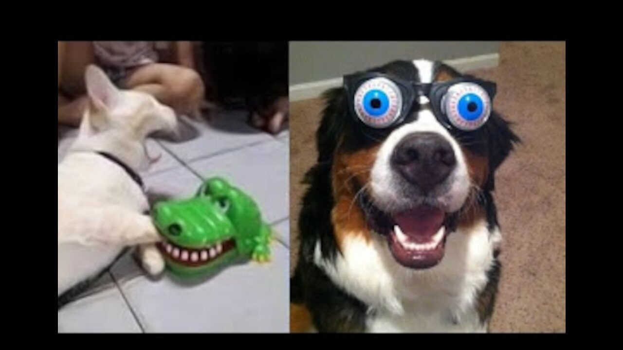 Smart and Funny CUTE DOGS