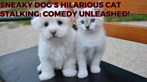 Sneaky Dog's Hilarious Cat Stalking: Comedy Unleashed!