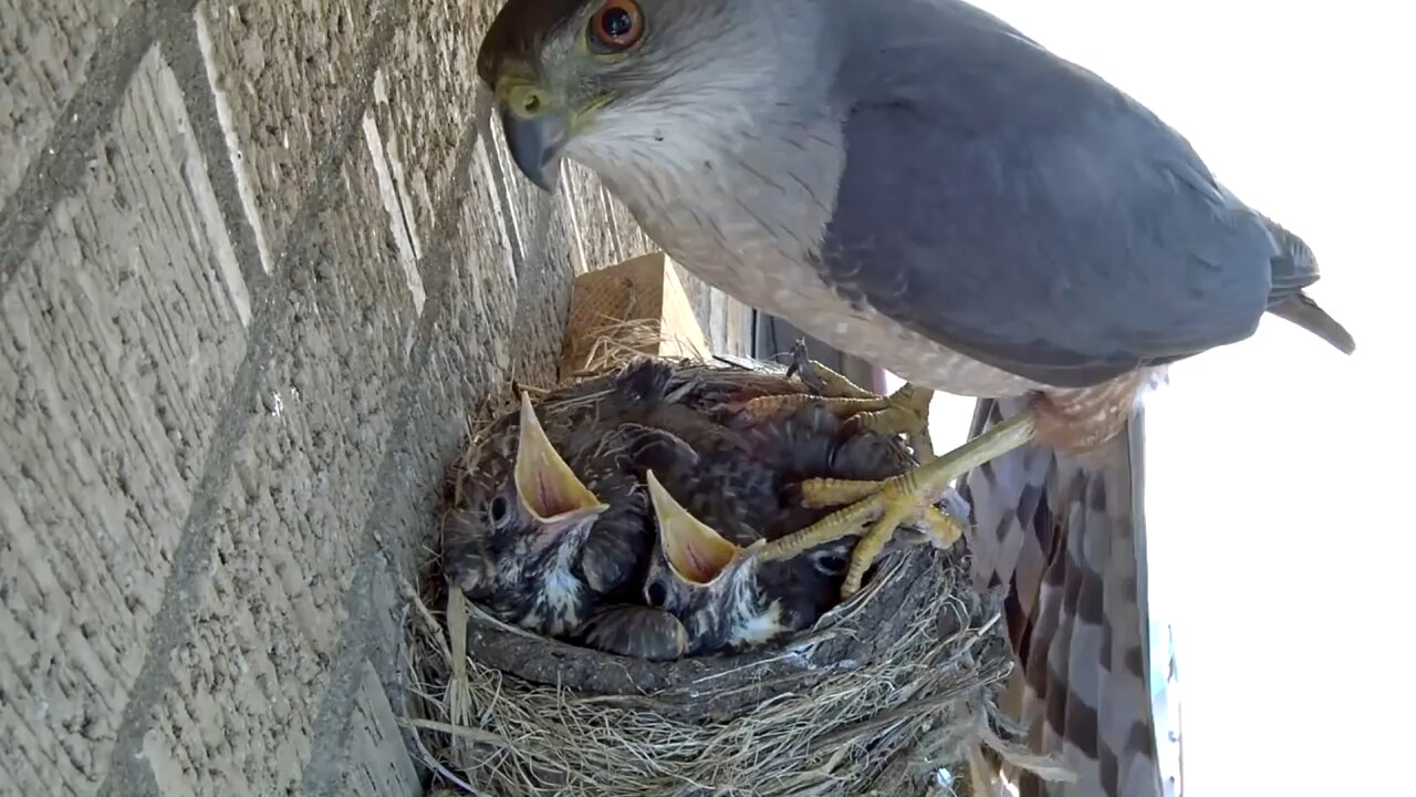 Hawk kill small baby birds - Hawk steals two baby robins right out of nest