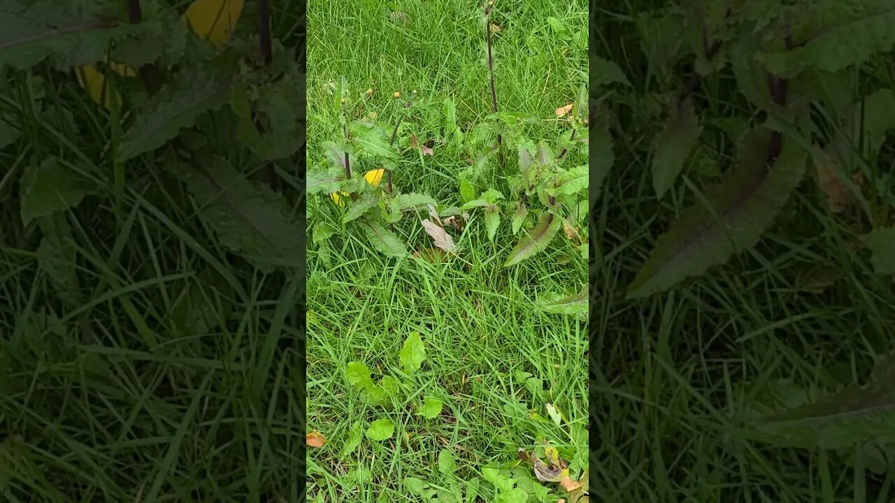 censored word #shorts