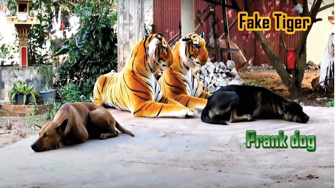 Troll Prank Dog Funny || Fake Lion and Fake Tiger Prank dog || Tiger Vs Dog Prank Video