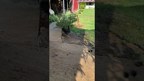 Il gallo spia Drone