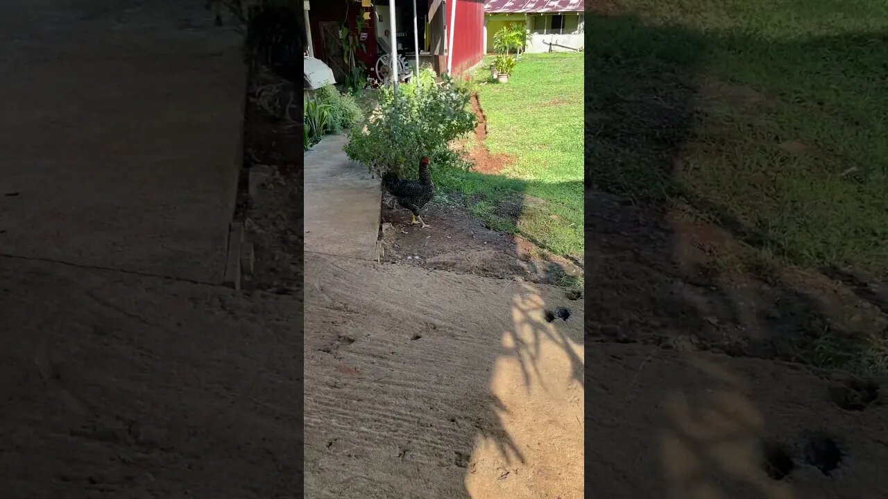 Il gallo spia Drone