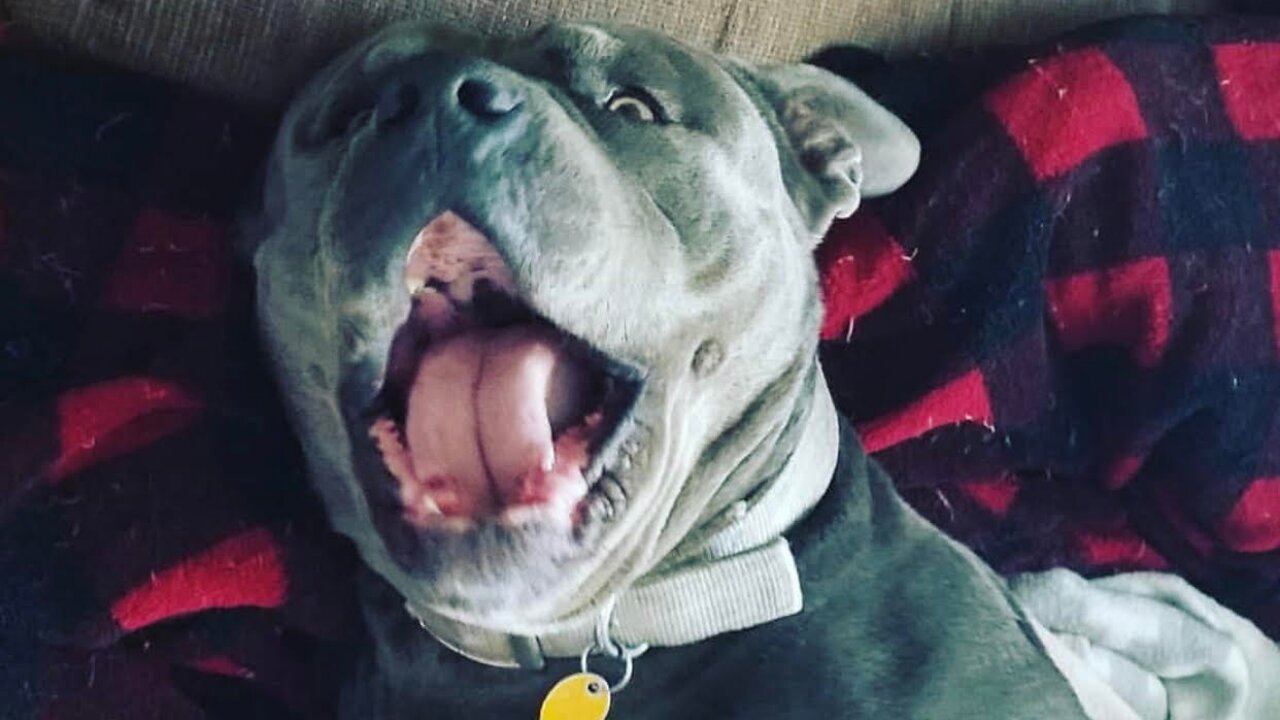 15 Funniest Singing Dogs In 2021