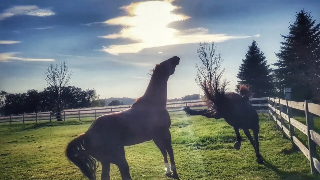 Crazy Cajun that RAN INTO Fencepost is OK & Still Doing Horse Stuff 😂🤣🐴