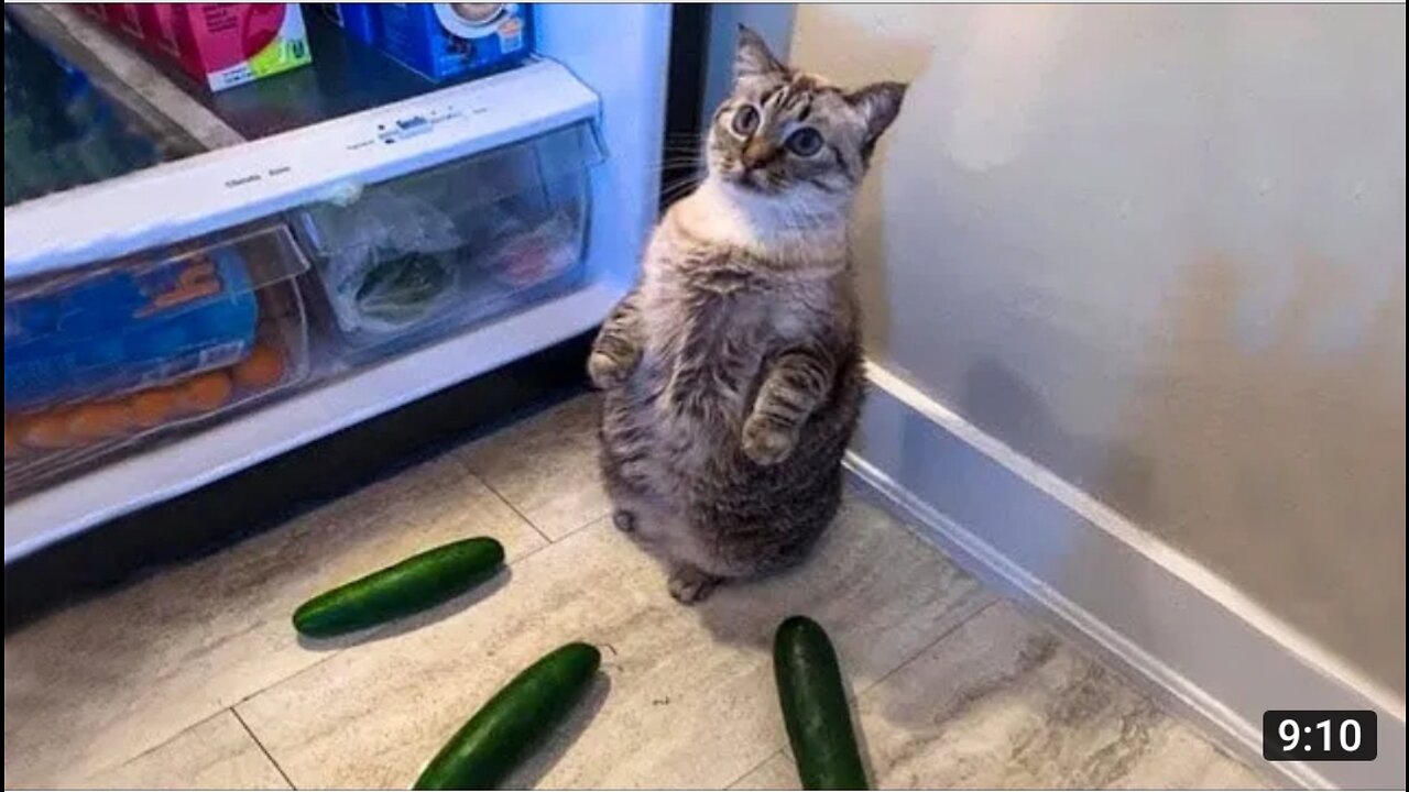 Funniest Cats Don't try to hold back - Laughter - Funny Cats Life