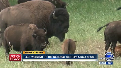 A look inside the Bison Gold Trophy Show and Auction