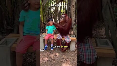 Smartest Animal in the World | Orangutan