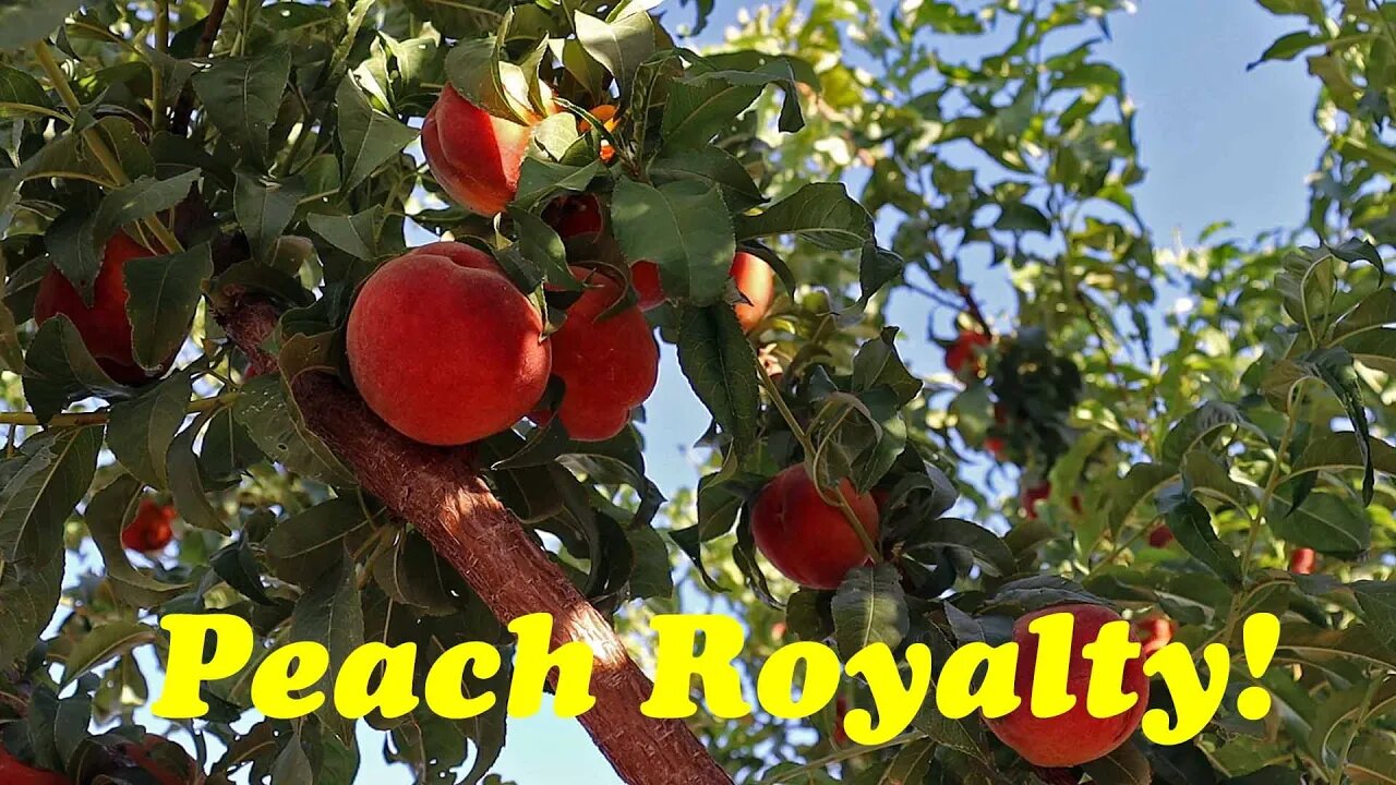 Harvesting Peach Royalty | THE Peach to Grow in Warm Climates