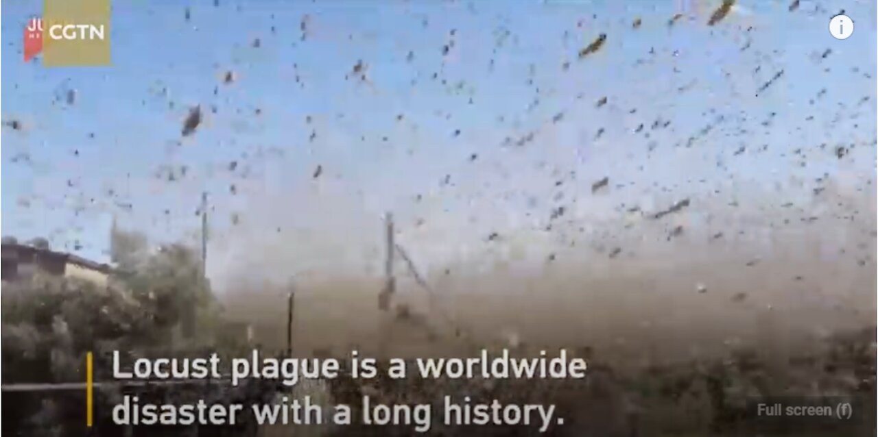 Global Locust Apocalypse - Plagues Being Visited On All Mankind - Agricultural Armageddon