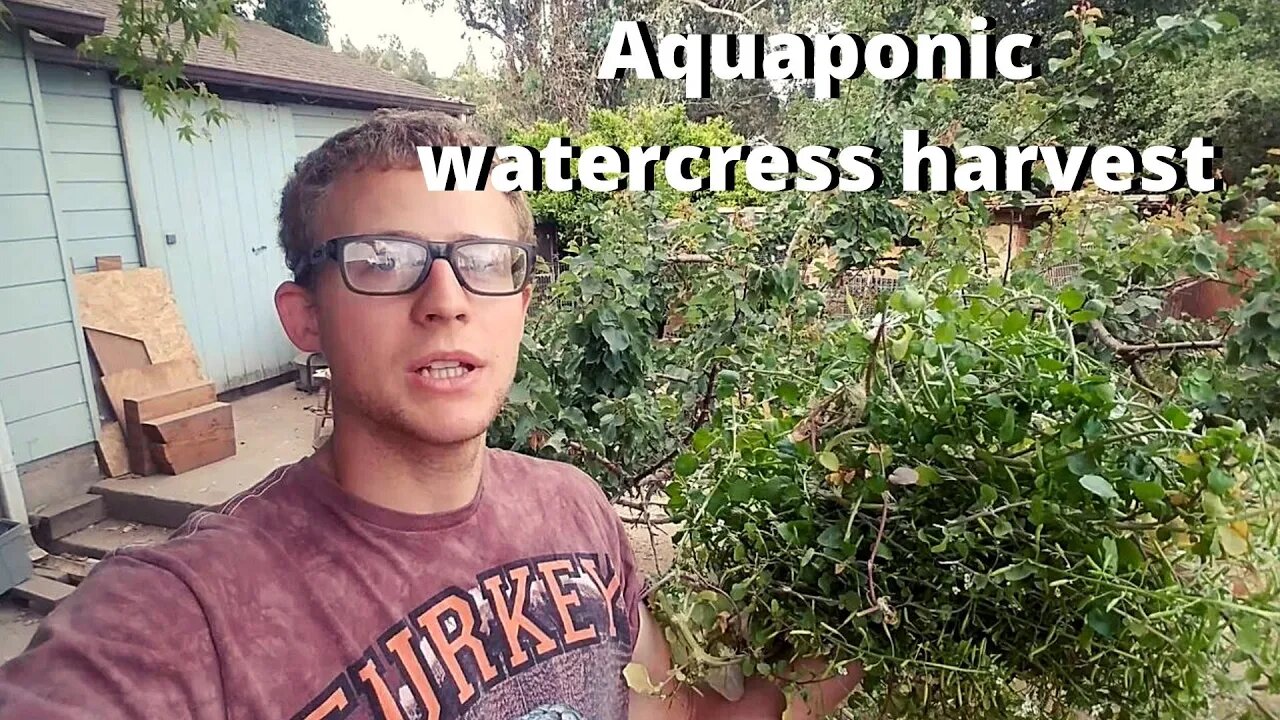 Watercress harvest for chickens (too much aquaponic watercress)