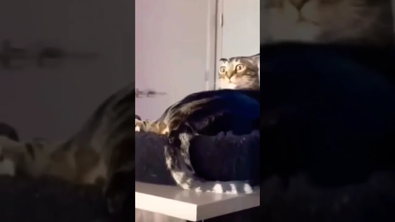 That's smooth 🤣🤣🤣 #shorts #funny #cat