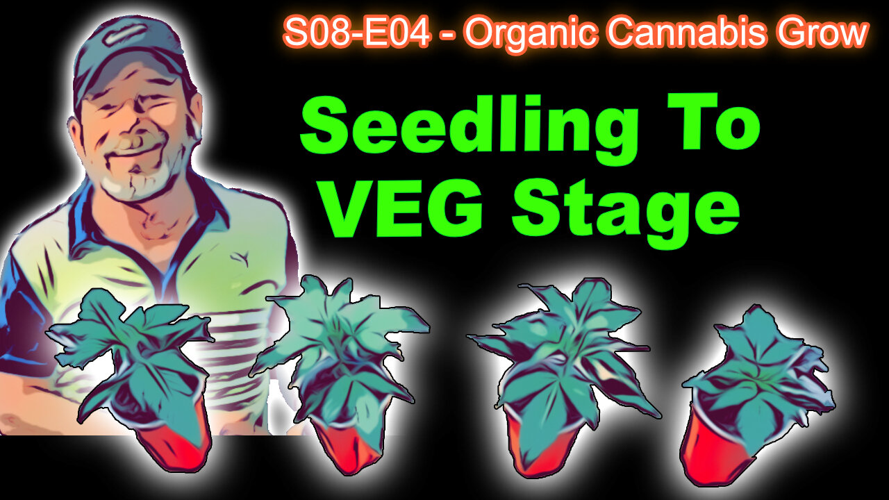 S08 E04 How To Know When Cannabis Is In Veg Stage: Light / Water / Temperature / Humidity Etc!