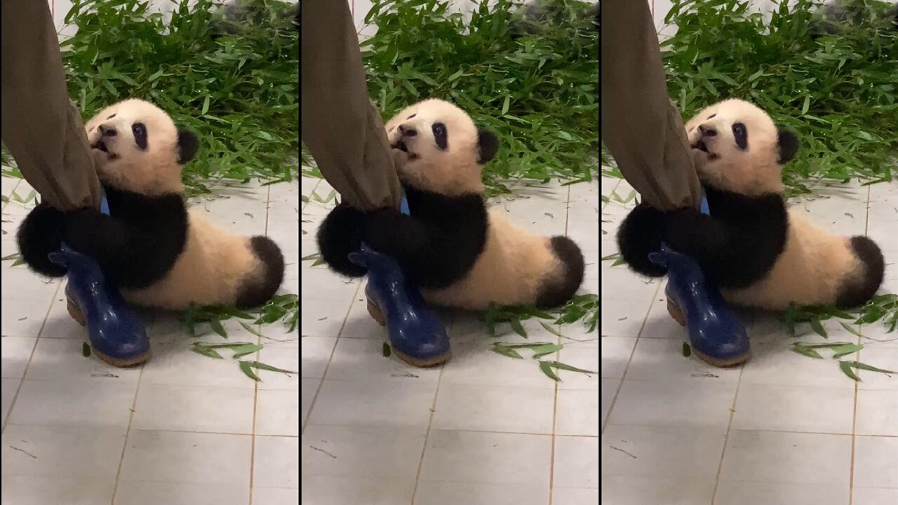 Baby panda glued to the zookeeper dragging her around