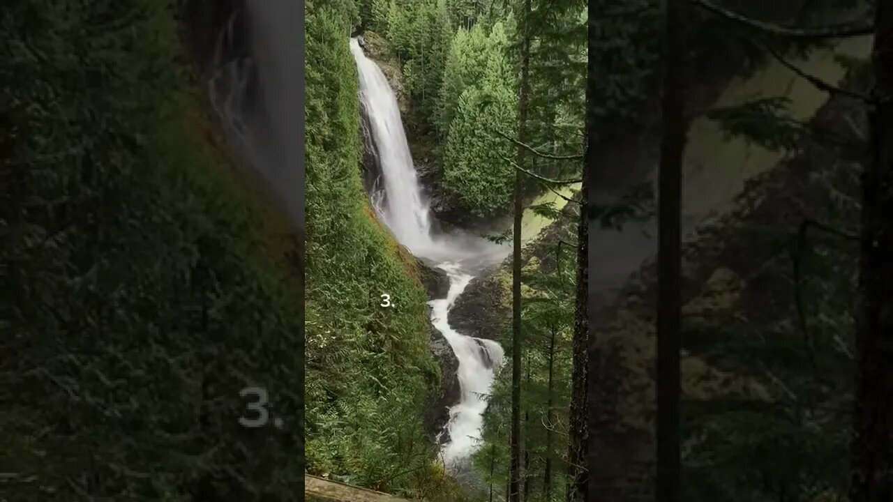 Amazing Forest Tiktok hikingthepnw