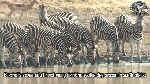 Burchell's zebra adult herd many drinking water dry season in south africa