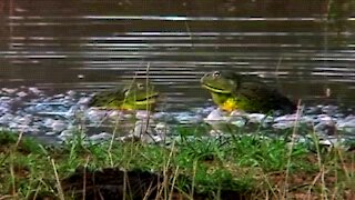 A bullfrog establishes total supremacy over its rival