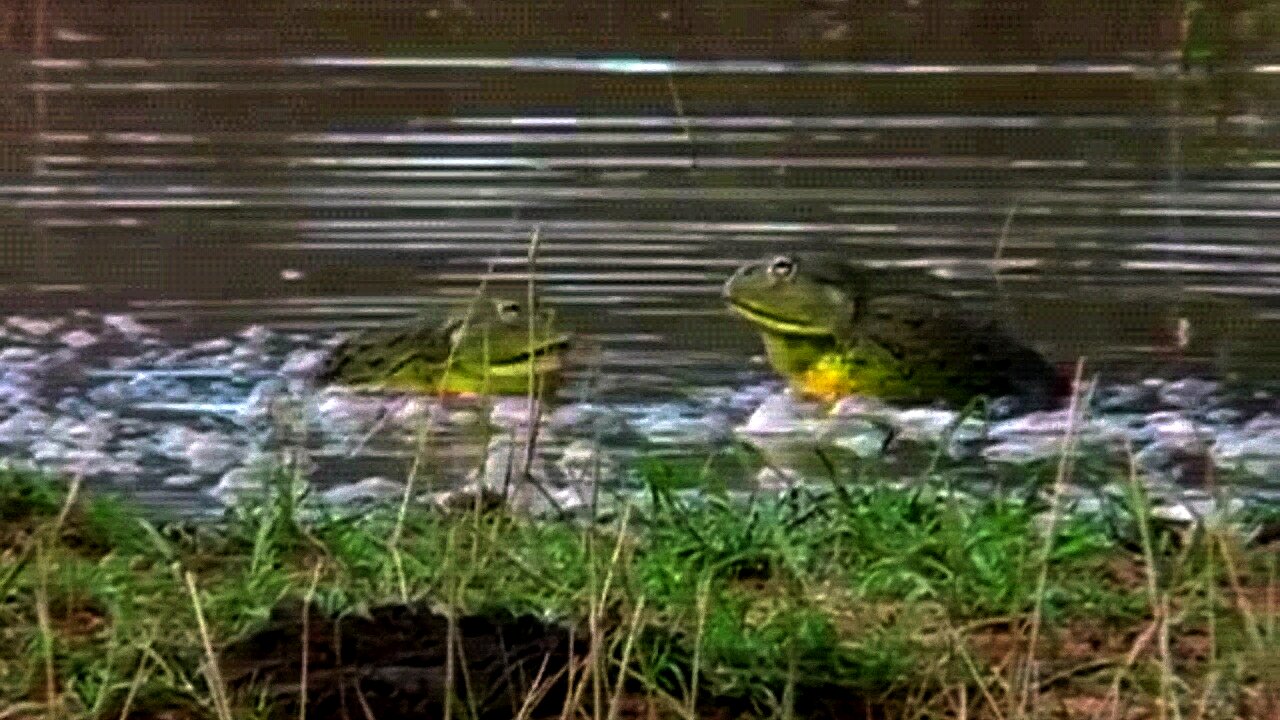 A bullfrog establishes total supremacy over its rival