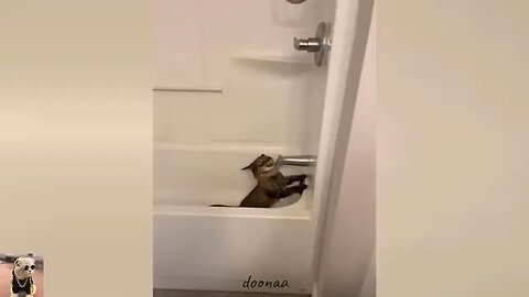try not to laugh 😂😂😂 funny animals video 🤣🤣