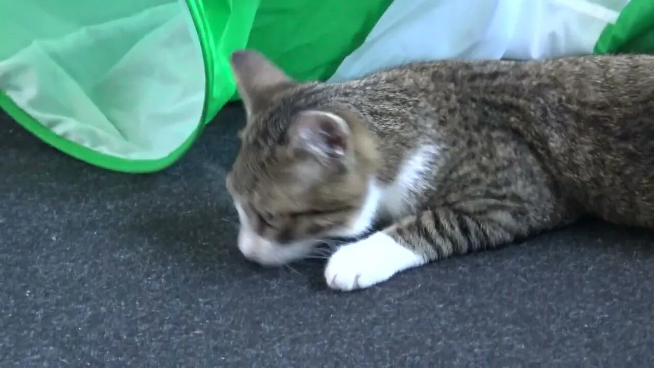 Kitten Can't Decide Which Toy to Play With