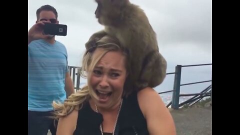 Try Not To Laugh Watching Funny Animals Compilation