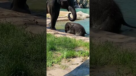 Mom said swim, then swim 😂🐘