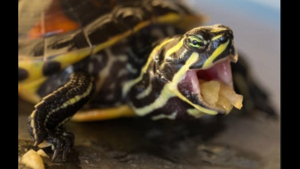 turtle eat fish aquarium